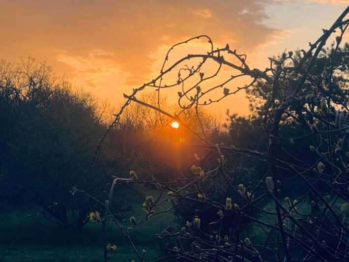 Sunset through tree branches